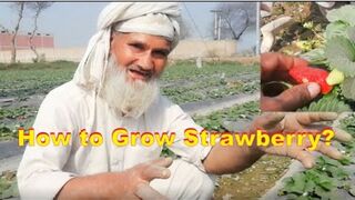 How to Grow Strawberry | Strawberry Farming|Strawberry Farming Ka Tarika |Grow Strawberrie From
