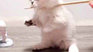 Cuteness overload 4