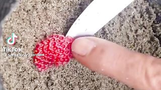 strowberry