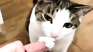 dogs and cat’s lover’s