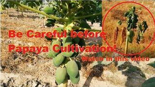Be careful before cultivation of papaya / papaya diseases / leaf curl / virus