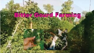 How to Grow Bitter Gourd (کریلا ) /Karela Farming in tunnel farm, bamboo and open fields