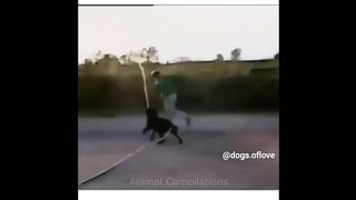 Funny And Crazy Dogs! Try Not To Laugh Challenge