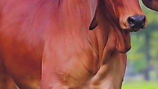 MashaAllah Havy Bulls In Cow