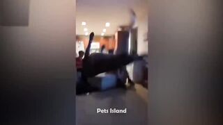 Funny dog 26