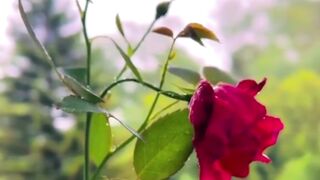 Beautiful Recite Of Surah Fatiha In One Breath | Aik Saans Main Tilawat E Surah Fatiha Mash Allah