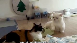 The little cat performed boxing, and my good friend couldn't help but laugh directly, hahahaha