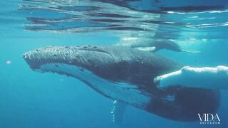 Profundezas Azuis: Explorando a Misteriosa Baleia Azul