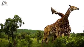 THE FIGHTING GIRAFFE