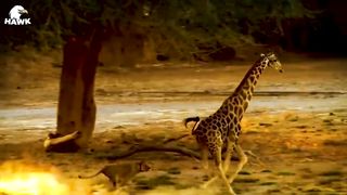THE GIRAFFE STORY PT 3