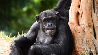 a Inteligência e Encanto do Chimpanzé: Xinpanzé em Foco