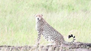 A Velocidade Imbatível: Explorando o Mundo do Guepardo