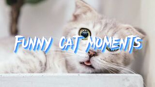 FUNNY MOMENTS WHEN CATS ACT