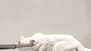 Not every trapped cat can save itself