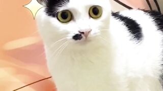 Trying to enter the world of cow cats, failed day