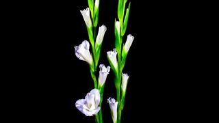 Time lapse of flowers blooming