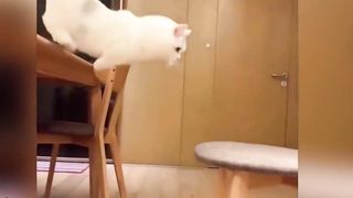 There's a silly Kitty Happy Kitty confused behavior.How unlucky can a kitten have a silly cat happy and confused cat behavior-1