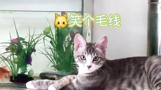 There's a silly Kitty Happy Kitty confused behavior.How unlucky can a kitten have a silly cat happy and confused cat behavior-3