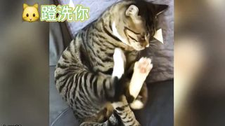 There's a silly Kitty Happy Kitty confused behavior.How unlucky can a kitten have a silly cat happy and confused cat behavior-4