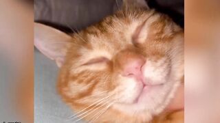 There's a silly Kitty Happy Kitty confused behavior.How unlucky can a kitten have a silly cat happy and confused cat behavior-5