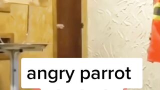 Angry parrot ????