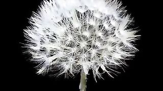 Beautiful Flower 3