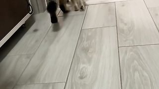 КОТКИ 22