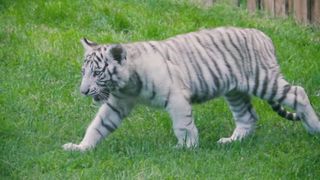 Bébé tigre