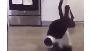 cat funny 6