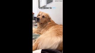 FUNNY DOG MEMES ???????? et LE CHIOT LE PLUS TENDANCE 2023 v56 |???? Moments of Cute Animal | Tu ris tu perds