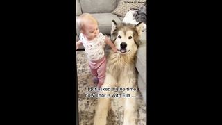 FUNNY DOG MEMES ???????? and MOST TENDANCE PUPPY 2023 v59 |???? Moments of Cute Animal | You Laugh You Lose