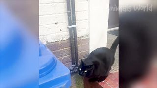 Funny Animals World!