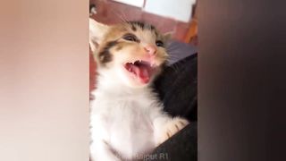 Funniest Cats and Dogs ???? Funny Animals 2023 ???? Part-4 Cat Fighting.