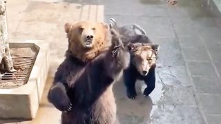 Bear wants to drop some food # funny