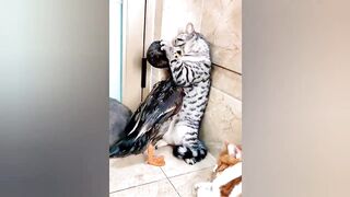 Funniest Cats and Dogs Video ???? Best Funny Animal Videos 2023 ???? Part-5