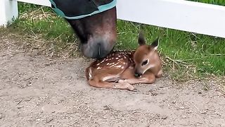Animals Funny moments