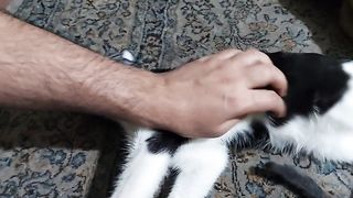 My cat 5