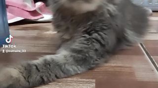 Funny cat ???? 3
