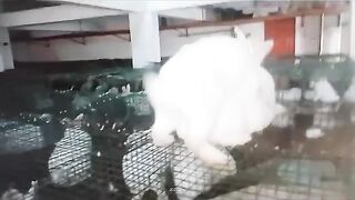 BY BACK IN JAMI RABBIT FARMING COMPANY