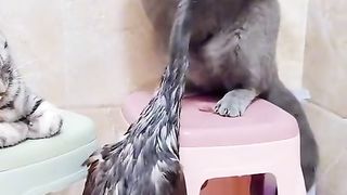 ТікТок 33