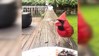 Cute Baby Animals Funny Parrots and Cute Birds Compilation
