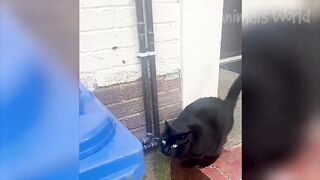 Funny Animal Videos 2023 8
