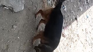 German shepherd 3