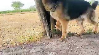 German shepherd 5