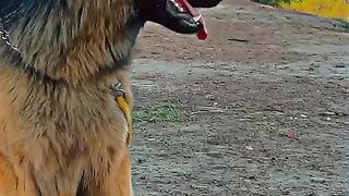 German shepherd 6