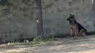 German shepherd 4