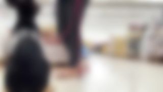 dog video |funny video