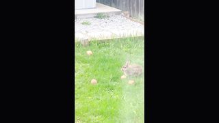 Bunny eating apple