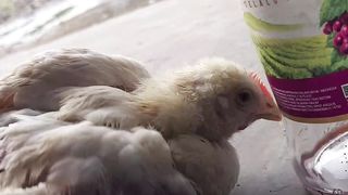 Chicken Funny