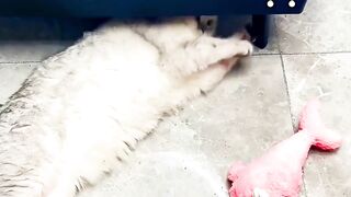A cat with a strong vengeance, but because of taking revenge on the shit shovel officer, it has developed a unique skill